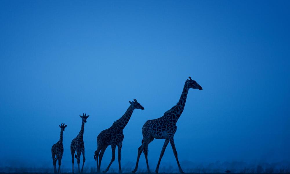 A journey of giraffe