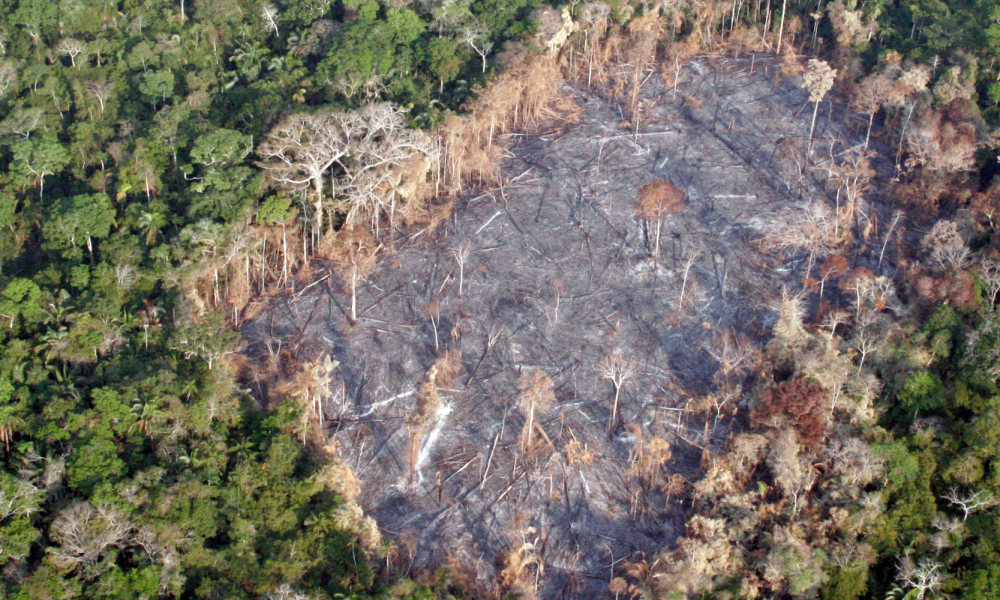 Amazon deforestation