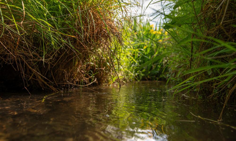 A stream running through a wet meadow in Norfolk, UK.