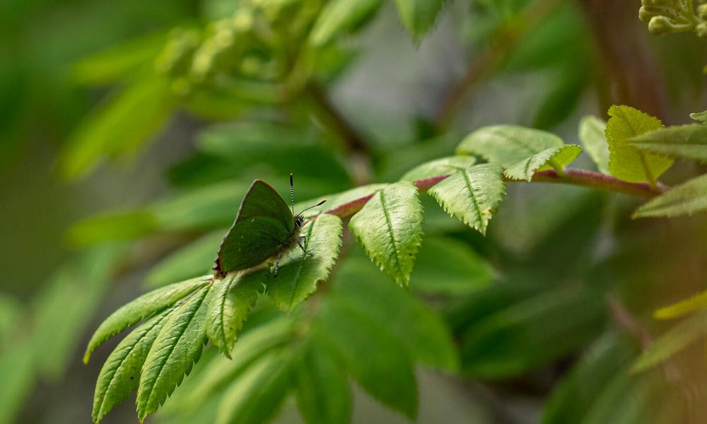 Green hairstreak butterfly on a leaf during a butterfly transect on the limestone pavement on the Wild Ingleborough site.
