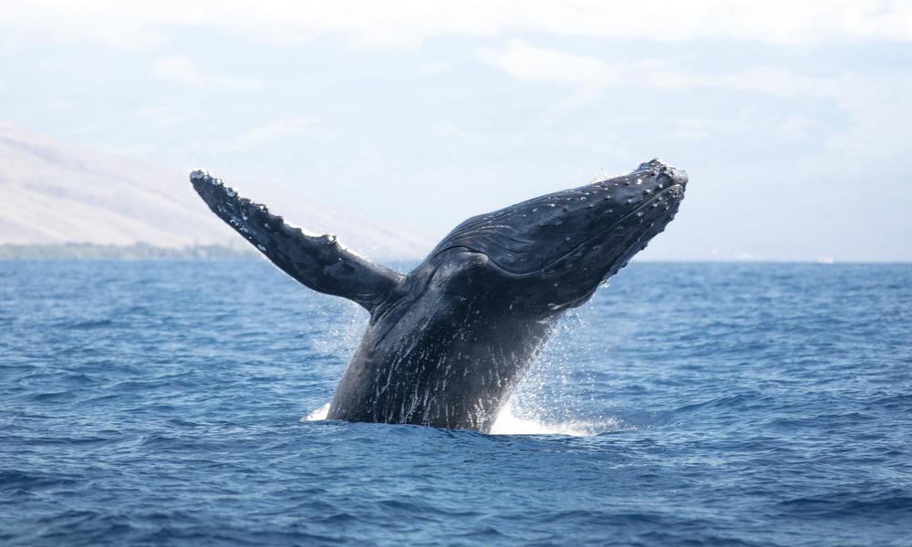 The Humpback whale