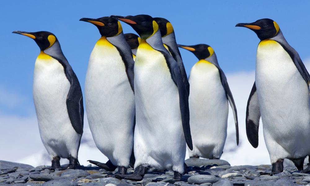 King penguins (Aptenodytes patagonicus), Antarctica.
