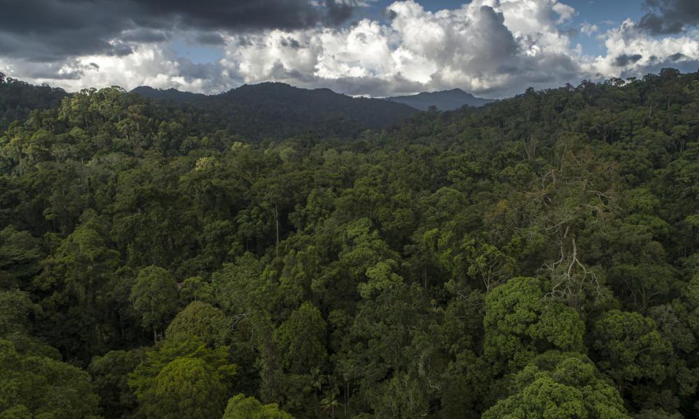 Forest aerial, Tawau Hills Park, Sabah, Malaysian Borneo