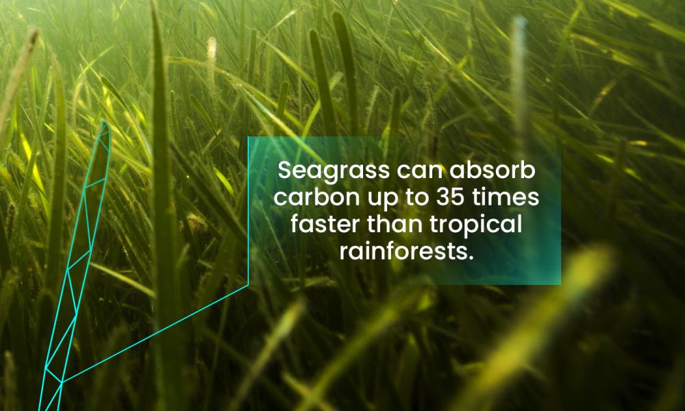 Seagrass can absorb and store carbon up to 35 times faster than tropical rainforests.