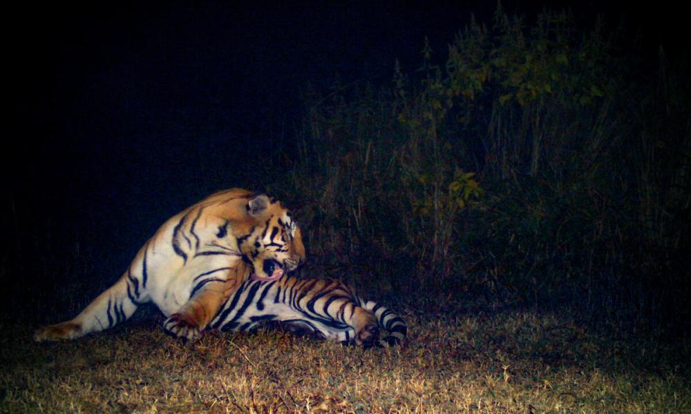 Bengal Tiger cleaning itself in the dark
