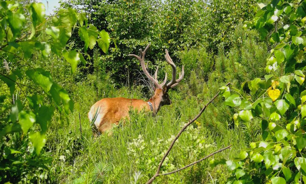 Red deer in thick vegetation