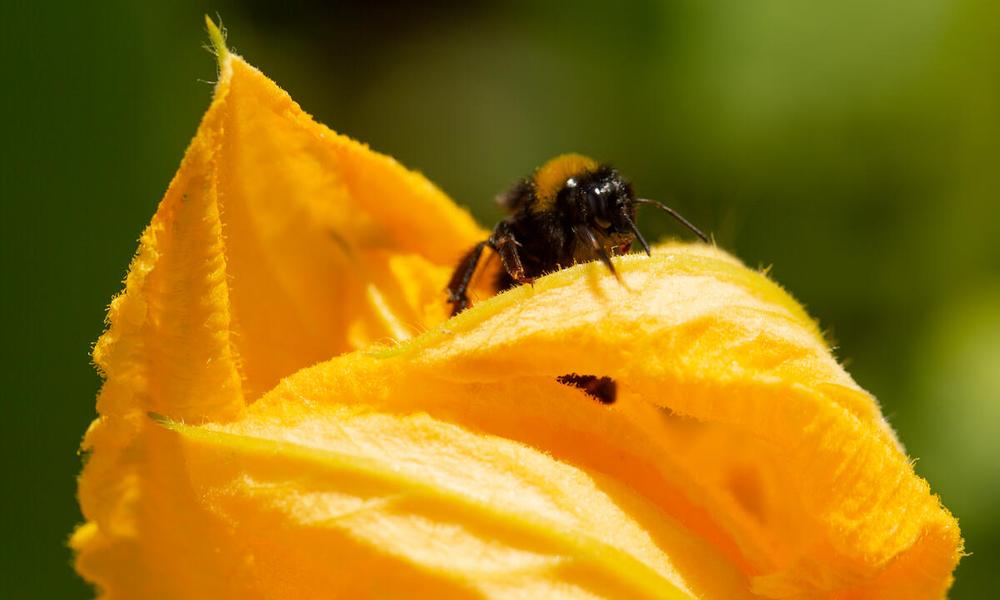 A bee emerges from a squash flower growing at Wakelyns Farm, Suffolk. 