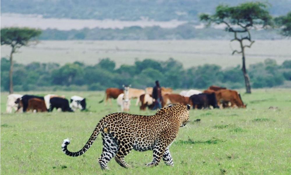 A leopard in the Greater Maasai Mara