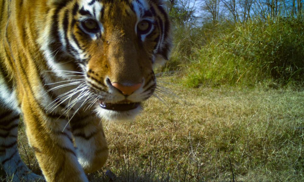  Khata Camera Trap image: close up of a tiger