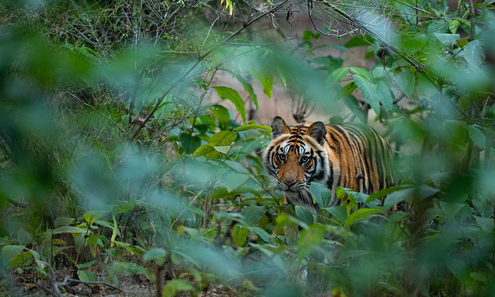 Tiger at Bandhavgarh National Park, India.