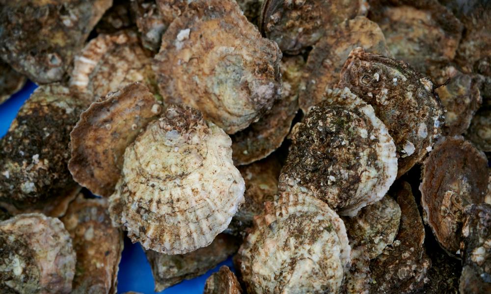 A close up image of oysters