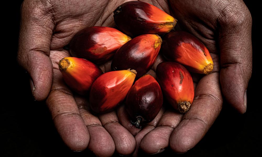 Open hands of fruit of oil palm from the Sawit Kinabalu oil palm plantation in Tawau in Sabah, Borneo, Malaysia.