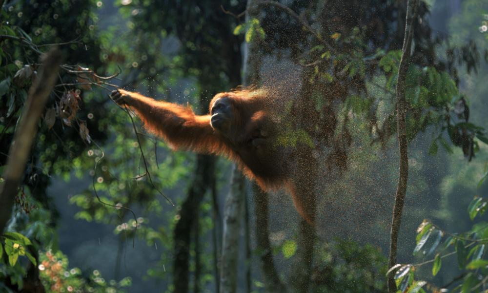 Orangutan carrying her baby and swinging through the branches but the image is edited to look like both orangutans are slowly disintegrating into dust