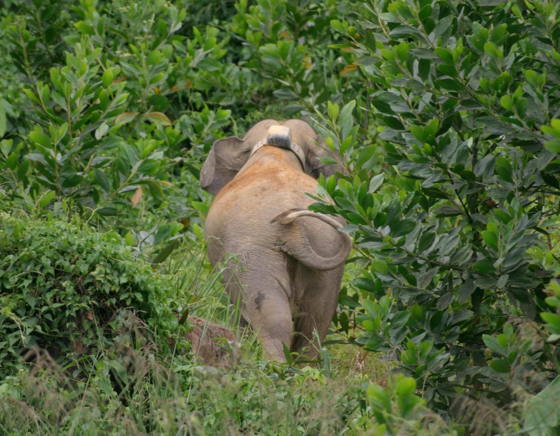 Edison recommends best of The asian elephants habitat Blonde blue eyed threesome