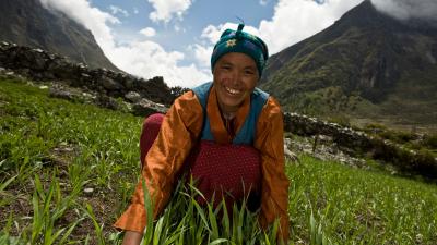 A local Tamang woman working in a field to harvest her crop in the Langtang region - © Simon de TREY-WHITE / WWF-UK A local Tamang woman working in a field