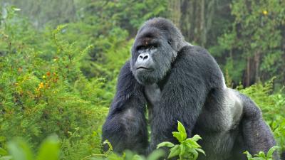 Mountain gorilla Mountain gorilla