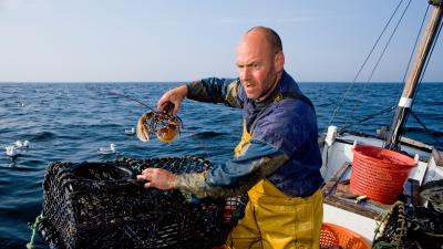 Fisherman holding a European lobster - © naturepl.com / Toby Roxburgh / WWF Fisherman holding a European lobster