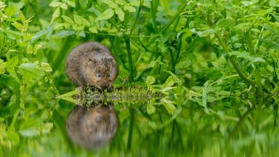 Water vole - © naturepl.com / Terry Whittaker / WWF Water vole