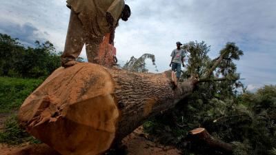 A man sawing through a recently felled tree on the edges of Virunga National Park A man sawing through a recently felled tree on the edges of Virunga National Park