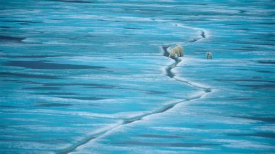 Polar Bear (Ursus maritimus), female and cub on sea ice, Baffin Island, Nunavut, Canada, Arctic. Polar Bear (Ursus maritimus), female and cub on sea ice, Baffin Island, Nunavut, Canada, Arctic.