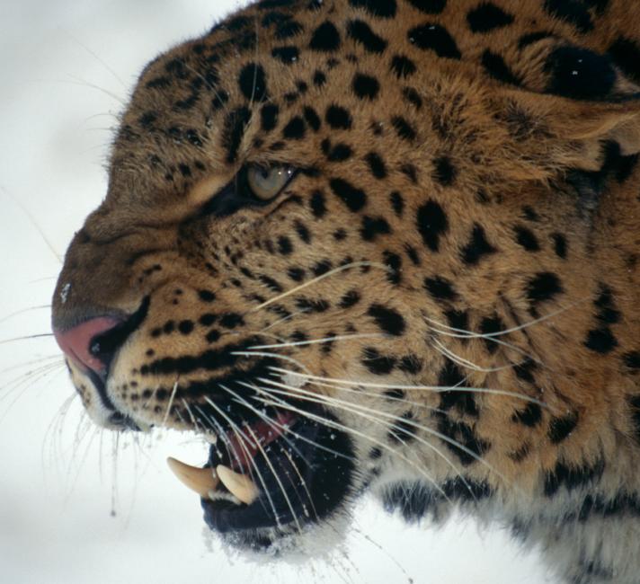 Amur leopard, (Panthera pardus orientalis) snarling in snow. Captive.