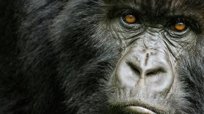 Mountain gorilla (Gorilla beringei beringei) young female, portrait, Volcanoes NP, Virunga mountains, Rwanda Mountain gorilla (Gorilla beringei beringei) young female, portrait, Volcanoes NP, Virunga mountains, Rwanda