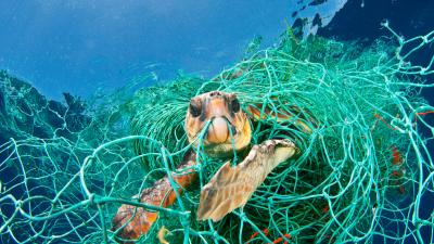 Loggerhead turtle trapped in a drifting abandoned net - © naturepl.com / Jordi Chias / WWF Loggerhead turtle trapped in a drifting abandoned net