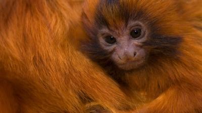 Golden lion tamarin - © naturepl.com / Edwin Giesbers / WWF Golden lion tamarin