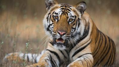 Tiger © Theo Allofs Tiger © Theo Allofs