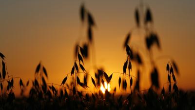 Silhouetted grass on Wimbledon Common on a summer evening. © Greg Armfield / WWF-UK Silhouetted grass on Wimbledon Common on a summer evening.