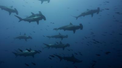 A group of scalloped hammerhead sharks A group of scalloped hammerhead sharks