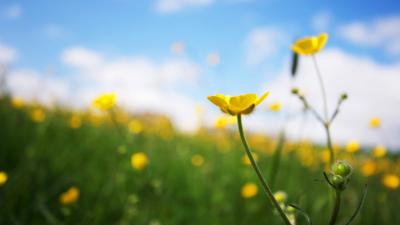 Buttercups in flower Buttercups in flower during the summer. UK.