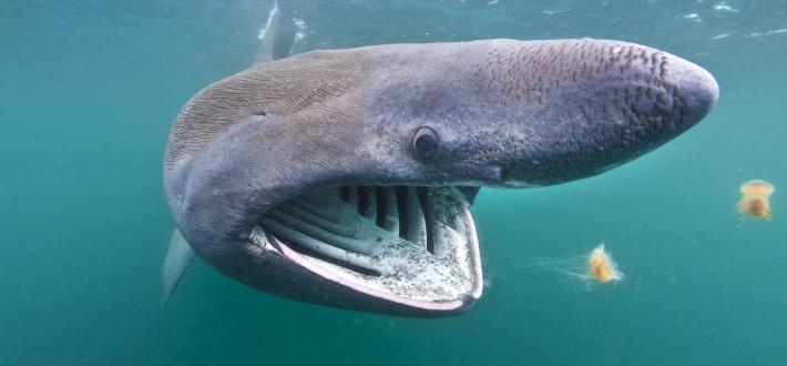 Basking Shark Research