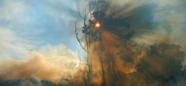 The Amazon Is Burning: Emergency Appeal