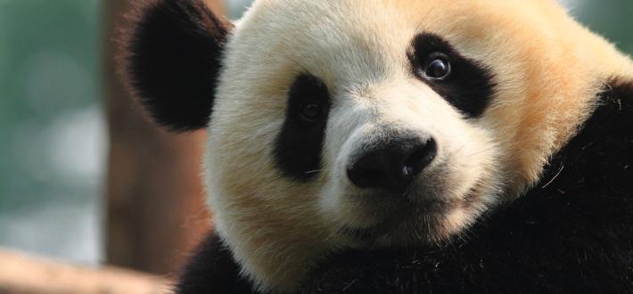 DONATE TO WWF