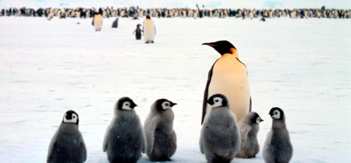 Top 10 facts about emperor penguins