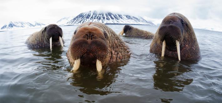 Walrus from Space Live Lesson