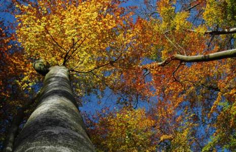 Our Planet Info Sheet: Forests