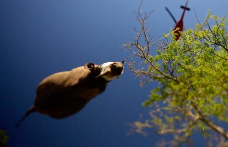 Live Lesson: Threats to Wildlife, Illegal Wildlife Trade