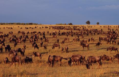 Our Planet Info Sheet: Grasslands