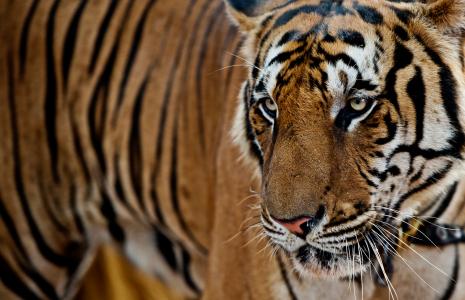 Tiger Tales Pack