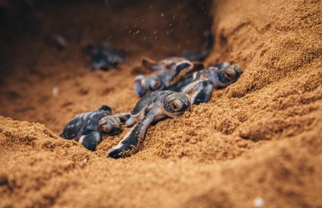 Marine turtles and plastics