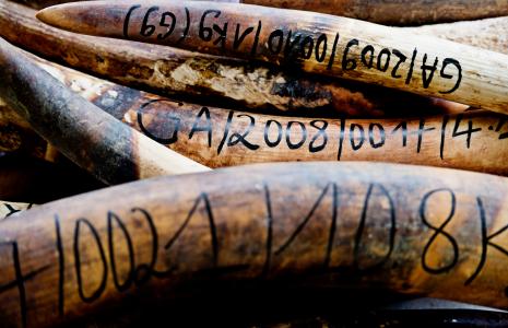 KS3 Webinar: Threats to Wildlife, 11 Feb @ 14.15