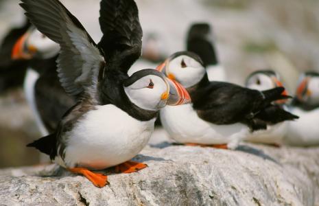 Live Lesson: Saving our living planet