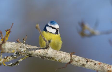 Wildlife spotter activity