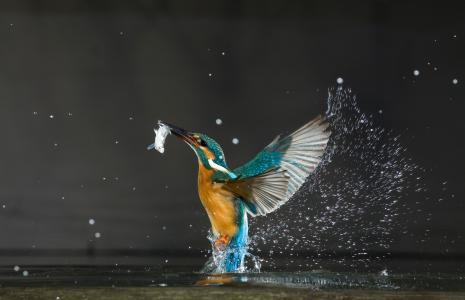 Inspiration from nature