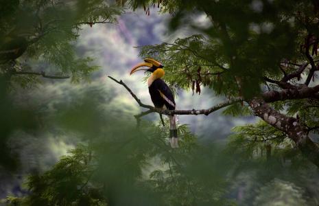 Our Planet Info Sheet: Jungles