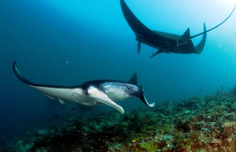 WWF Talks: Oceans