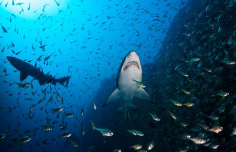 World of sharks