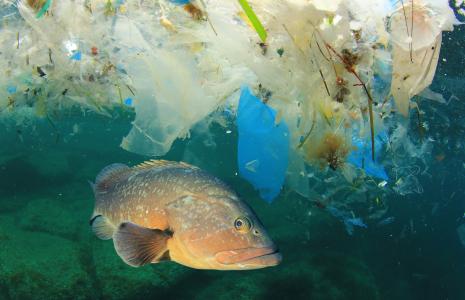 Oceans and Plastics Pollution
